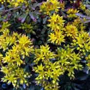 kinesisk__stenurt__sedum__floriferum__weihenstephaner_gold_