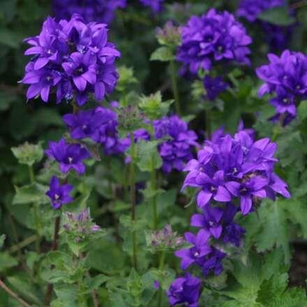 mÆlkeklokke__campanula__glomerata__speciosa_