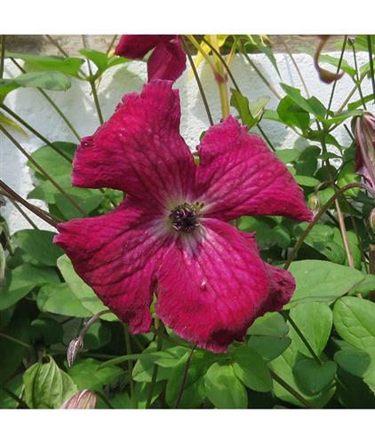 clematis__viticella__kermesina__rød_med_hvid_midte__leveres_med_potte__småblomstrende__mp-34_