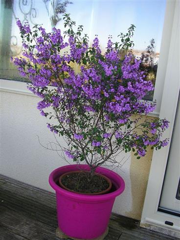 myntebusk__prostanthera_rotundifolia_
