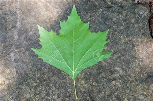 platan__platanus_x_hybrida_