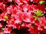 Tilbud Azalea Rhododendron