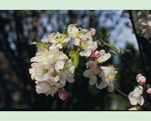 paradisæble__hvid_candle__blomstrende__malus_white_crabapple__haveplanter__allétræer__læhegn___
