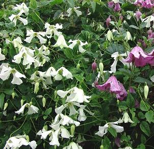 clematis__viticella__hägelby__leveres_med_potte__mp-34_