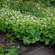 skovmærke__galium__odoratum_