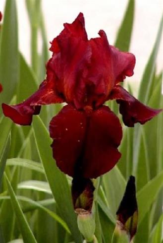 iris_g_red_orchid
