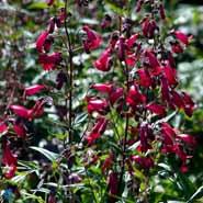 rørblomst__penstemon__garnet_