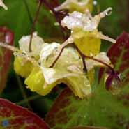 bispehue__gule_blomster__epimedium__versicolor__sulphureum_