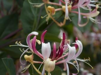 kaprifolie__rødgul__belgica_select__caprifolium_lonicera_periclymenum__leveres_med_potte__med_duft__