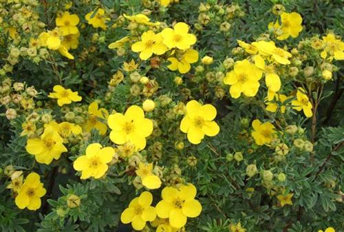 potentil__goldfinger__potentilla_fruticosa_