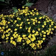 potentil__gule_blomster__potentilla__aurea_