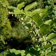 storkonval__polygonatum__multiflorum_