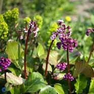 bergenia__kæmpestenbræk__store_mørkerøde_blomster__cordifolia_rotblum_