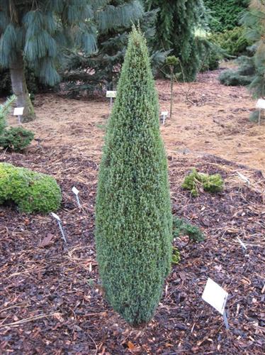 enebær__compressa__omkreds_2530_cm_med_potte_eller_klump__juniperus_communis_compressa_