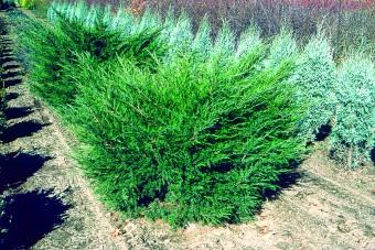 enebær__mint_julep__juniperus_chinensis__haveplanter__bundækkeplanter__