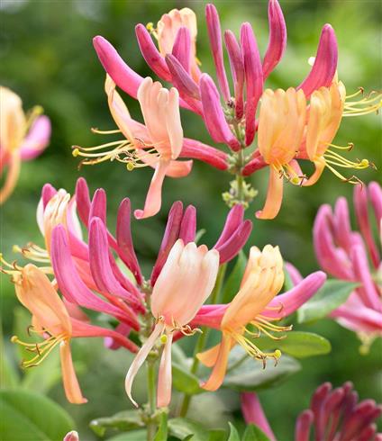 kaprifolia__rødgul__goldflame__caprifolium_lonicera__leveres_med_potte__med_duft__mp-50_