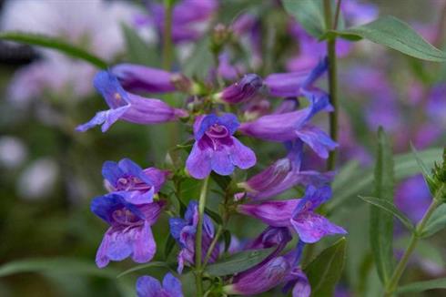 rørblomst__penstemon_catherine_de_la_mare