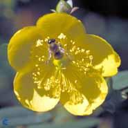 hypericum__storbladet_perikon__calycinum_