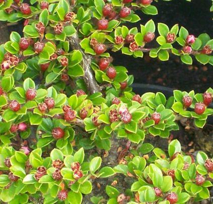 dværgmispel__lav__fiskebenet__leveres_i_p9_potte__cotoneaster_horizontalis__