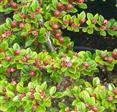 Cotoneaster Bunddækkeplanter