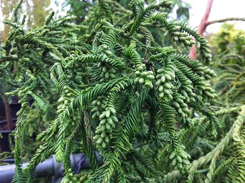 kryptomeria__cryptomeria_japonica_rasen_sugi___