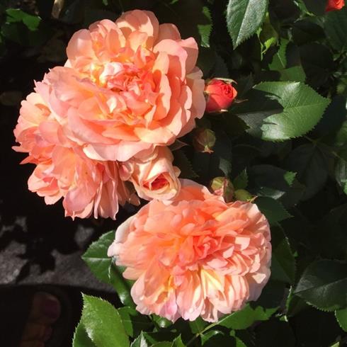 prins_henrik__orange__buketroser__