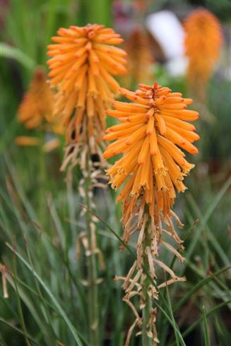 raketblomst__kniphofia_poco_orange