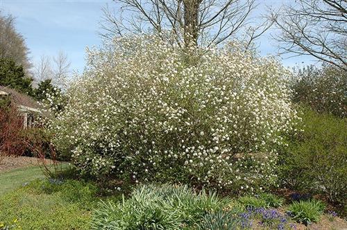 pibe_kvalkved__lantana__hvid__viburnum_lantana_