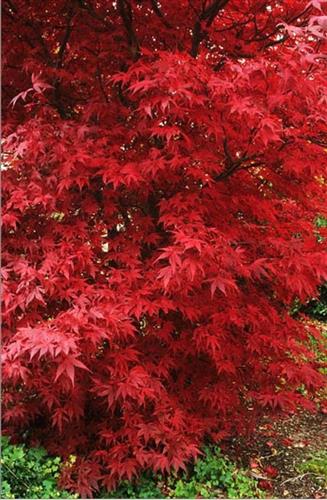 japansk_rød_bladet_spidsløn__150-200_cm__leveres_med_potte_eller_klump___acer_platanoides__