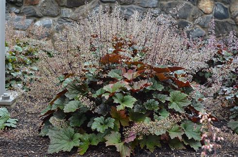 alunrod__heuchera_villosa