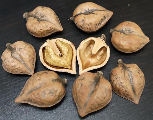 hjertenød__juglans_ailantifolia_cordiformis__