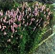 Urt - Persicaria Stauder