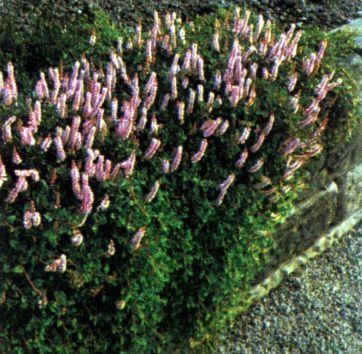 bistorta__persicaria_vacciniifolia