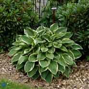 hosta__lyslilla__fortunei_aureomarginata_