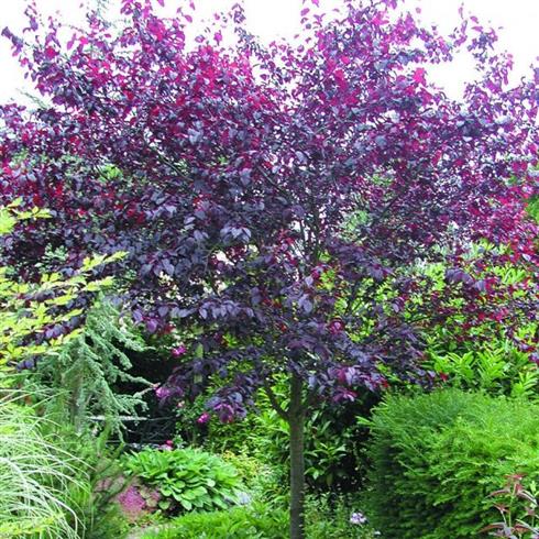 blodblomme__prunus_cistena_