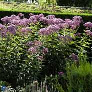 eupatorium_maculatum_riesenschirm