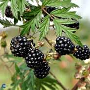 brombær__thornless_evergreen__tornfri__leveres_i_p9_potte__rubus_fruticosa__
