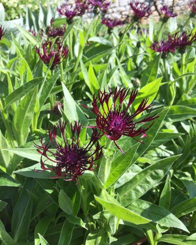 bjergknopurt__centaurea_montana_jordy