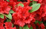 Tilbud Azalea Rhododendron