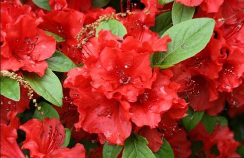 azalea__rosa-rød__leveres_i_p12_potte__kazuko_