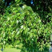birk__fligbladet_hængebirk__med_takkede_blade__betula_pendula_dalecarlica__haveplanter_allétræer_