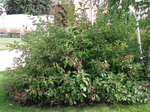 kornel__lans__pilekornel__cornus_sericea_
