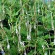 Urt - Persicaria Stauder