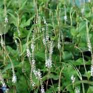 kertepileurt__persicaria__amplexicaulis__alba_