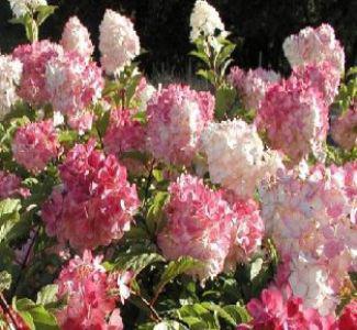 hortensia__pink_lady__sartrosa__3040_cm_med_potte__hydrangea_paniculata__syrenhortensia__
