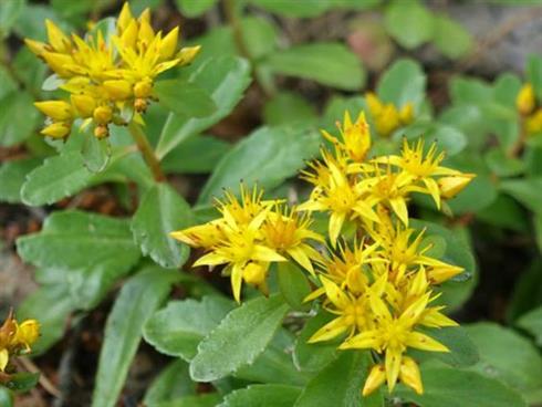 asiatisk_stenurt__sedum_aizoon