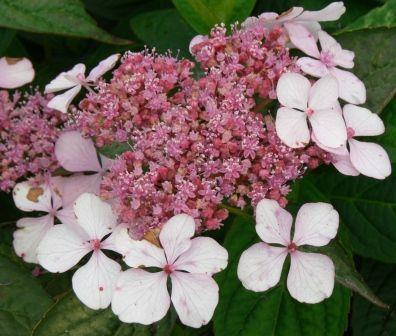 hortensia__rosalba__rosa__1520_cm_med_p9_potte__hydrangea_serrata__halv_fab__