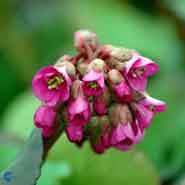 bergenia__kæmpestenbræk__store_mørkerøde_blomster__cordifolia_rotblum_