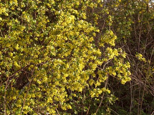 guldribs__aureum__gul__ribes_aureum_