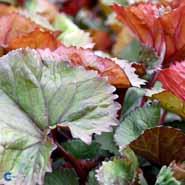 brandbæger__gul__ligularia_dentata__desdemona__